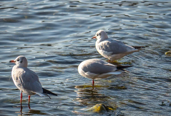 Чайки Голубой Волне Озера Закрыть — стоковое фото