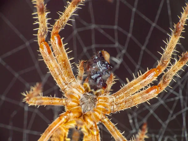 Spider Web Come Mosca Cerca —  Fotos de Stock