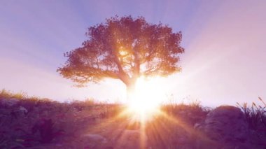 Yeşil çayır, izole ağacı zaman atlamalı gündoğumu