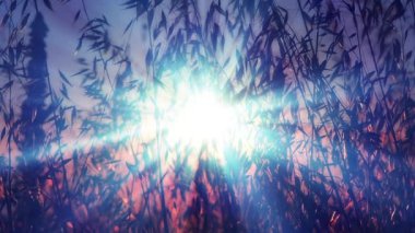 Gün batımı çimenleri yakın dosyalanır