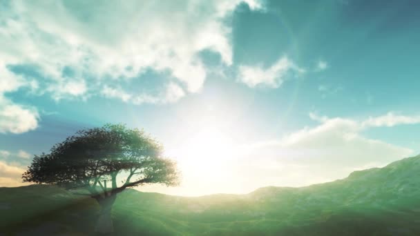 Захід Сонця Польовому Дереві Проміжок Часу — стокове відео