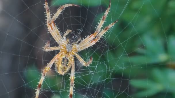 Spinne Netz Frisst Fliege Nahaufnahme — Stockvideo