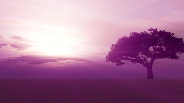 Время Захода Солнца Полевом Дереве — стоковое видео