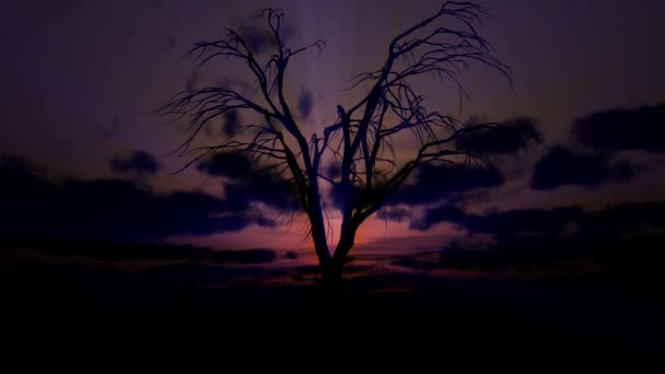 Мертве Старе Дерево Проміжок Часу Сходу Сонця — стокове відео