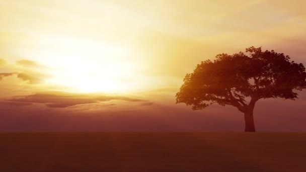 Время Захода Солнца Полевом Дереве — стоковое видео
