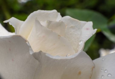Bahçede beyaz güller, yağmur damlaları, makro