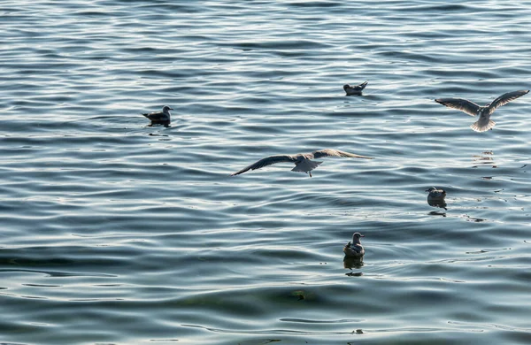 海鸥飞过奥赫里德湖 自然背景 — 图库照片
