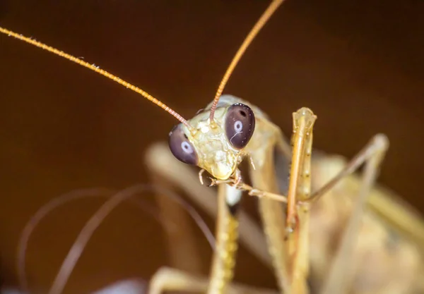 Macro Mantis Europea Femenina Primer Plano —  Fotos de Stock