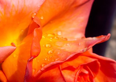 Bahçedeki turuncu güller ve yağmur damlaları