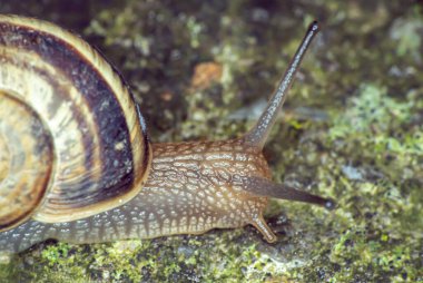 Salyangoz bahçedeki makroyu kaplıyor.