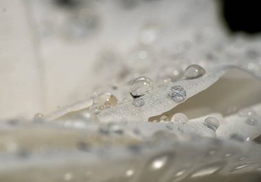 Bahçede beyaz güller, yağmur damlaları, makro