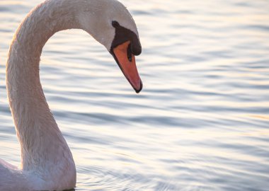 Gölde zarif bir kuğunun güzel manzarası