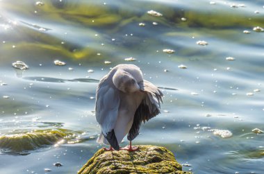 Mavi Göl 'deki martılar, yaklaşın.