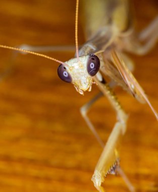 Dişi Avrupa peygamberdevesi Makro 'su, yaklaşın.