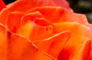 Bahçedeki turuncu güller ve yağmur damlaları