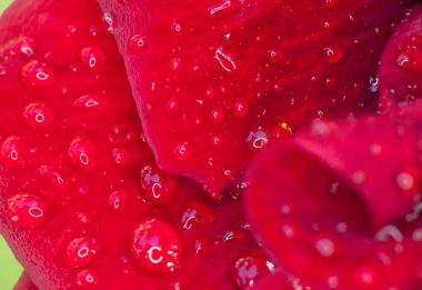 Bahçedeki yağmur damlalarında kırmızı gül, makroyu kapat