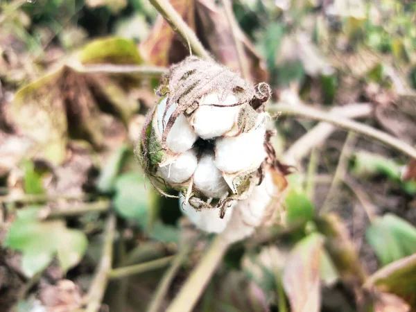 Kurumuş yaprakları olan beyaz pamuk çiçeklerinin önü