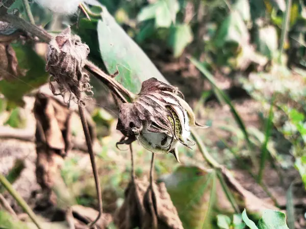Kurumuş yaprakları olan beyaz pamuk çiçeklerinin önü