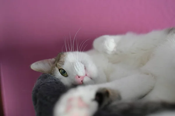 Γάτα Στον Κήπο Λευκά Αφράτα Μάτια Ξαπλωμένη Στην Κουβέρτα — Φωτογραφία Αρχείου