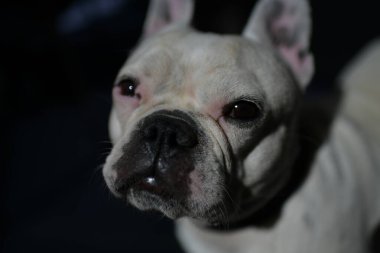 Şirin bir köpeğin portresi.