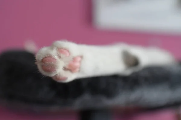 Niedliche Katze Auf Dem Bett — Stockfoto