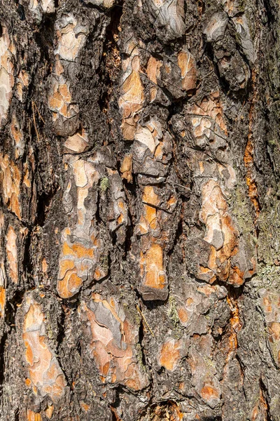 Struktura Dřeva Přírodní Dřevěný Kmen Lesní Borovice Mnoho Smíšené Dřevěné Stock Obrázky