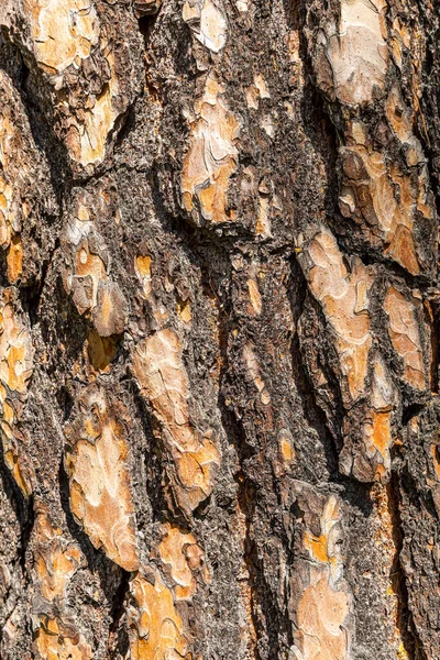 Holzstruktur Natürlicher Holzstamm Holzmaserung Kiefer Viel Mischholz Mit Natürlichem Muster lizenzfreie Stockfotos