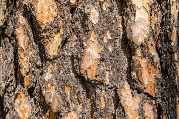 Holzstruktur Natürlicher Holzstamm Holzmaserung Kiefer Viel Mischholz Mit Natürlichem Muster Stockbild