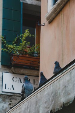  Beautiful canal in Venice, colorful houses and canals  pigeons on the roof clipart