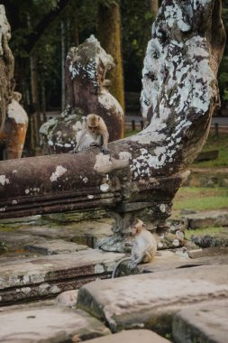 Kadim harabelerdeki maymunlar. Bayon Tapınağı, Kamboçya
