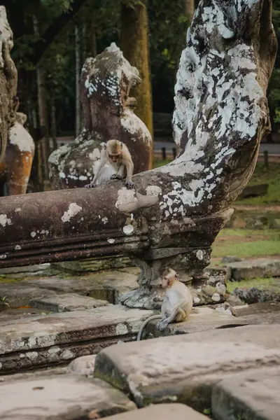 Kadim harabelerdeki maymunlar. Bayon Tapınağı, Kamboçya