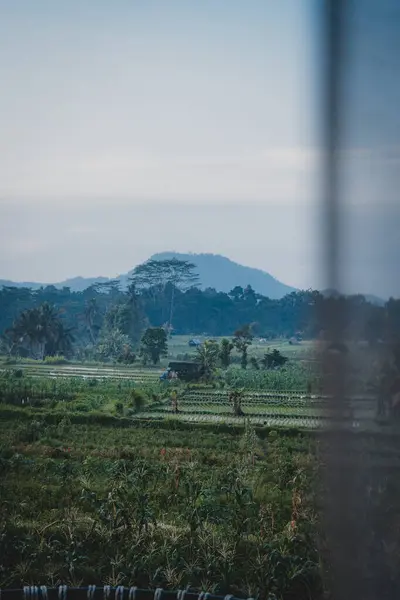 Tropikal Manzara Bali Manzarası, pirinç tarlaları ve ormanları.