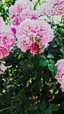 Bu video, pembe güller açan ve yemyeşil yaprakları olan canlı bir çalıyı gösteriyor. Romantizmi çağrıştıran sakin bir atmosfer yaratıyor.