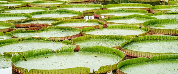 Big Green Water Lilies Pond Thailand Asia — Stock Photo, Image