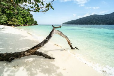 Beautiful view of empty tropical beach with old branch and long tail boat and white sand. Thailand, Asia. Copy space. Tourism. Travels.