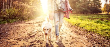 Güzel bir sonbahar ormanında yürüyüşe çıkmış güzel bir golden retriever köpeği. Hayvan dostumuzla boş vakit geçirmek için.. 