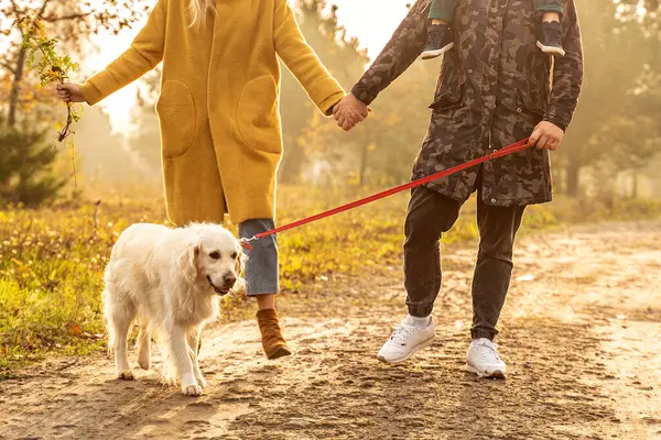 Lycklig Familj Med Son Och Gyllene Retriever Promenad Höstnaturen Föräldrar — Stockfoto