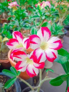 Tayland 'da Adenium çiçeği. Çöl Gülü, Impala Zambağı, Sahte Azalya)