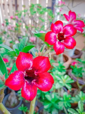 Tayland 'da Adenium çiçeği. Çöl Gülü, Impala Zambağı, Sahte Azalya)