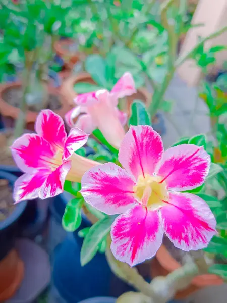 Tayland 'da Adenium çiçeği. Çöl Gülü, Impala Zambağı, Sahte Azalya)