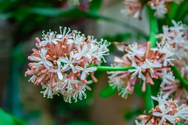 Flowers of dacaena fragrans, plant a popular indoor or houseplant. clipart