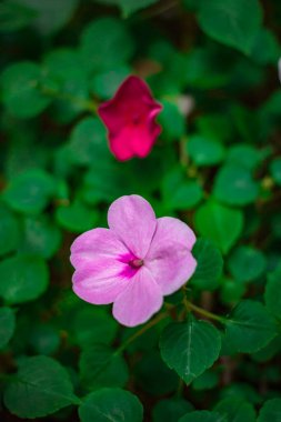 Impatiens Walleriana Hook, Impatiens Walleriana çiçekleri Tayland 'daki parkta..