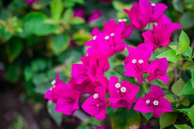 Çiçekli begonviller, Bougainvillea, Mor begonviller Tayland 'ın en popüler çiçekleri..