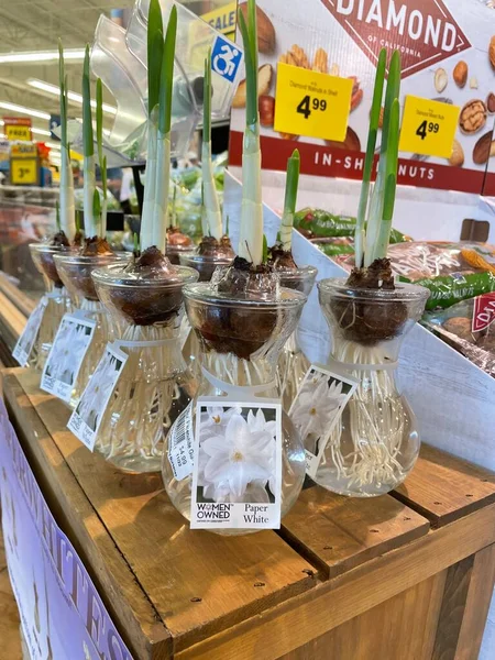 stock image Grovetown, Ga USA - 11 05 22: Grocery store holidays merchandise Paperwhites display