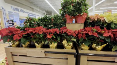 Grovetown, Ga USA - 11 14 22: Yemek Aslanı Marketi Poinsettias