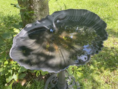 Yaz mevsiminde yeşil otların arasında bir kuş banyosunda su