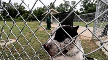 Grovetown, Ga USA - 09: 25 23: Çitin arkasındaki beyaz benekli pitbull köpeği