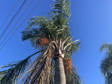 Bir palmiye ağacına bakıyorum. Turuncu böğürtlen grupları. Açık mavi gökyüzü.