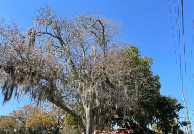 Yosun mavisi gökyüzü kaplı ağaçlar yaz yaprakları