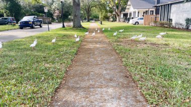Lakeland, Fla USA - 03: 16 24: Florida 'nın sakin bir mahallesinde kaldırımda beyaz ördekler